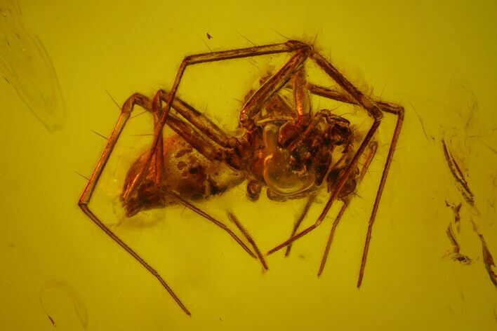 Fossil Spider (Araneae) in Baltic Amber #163525